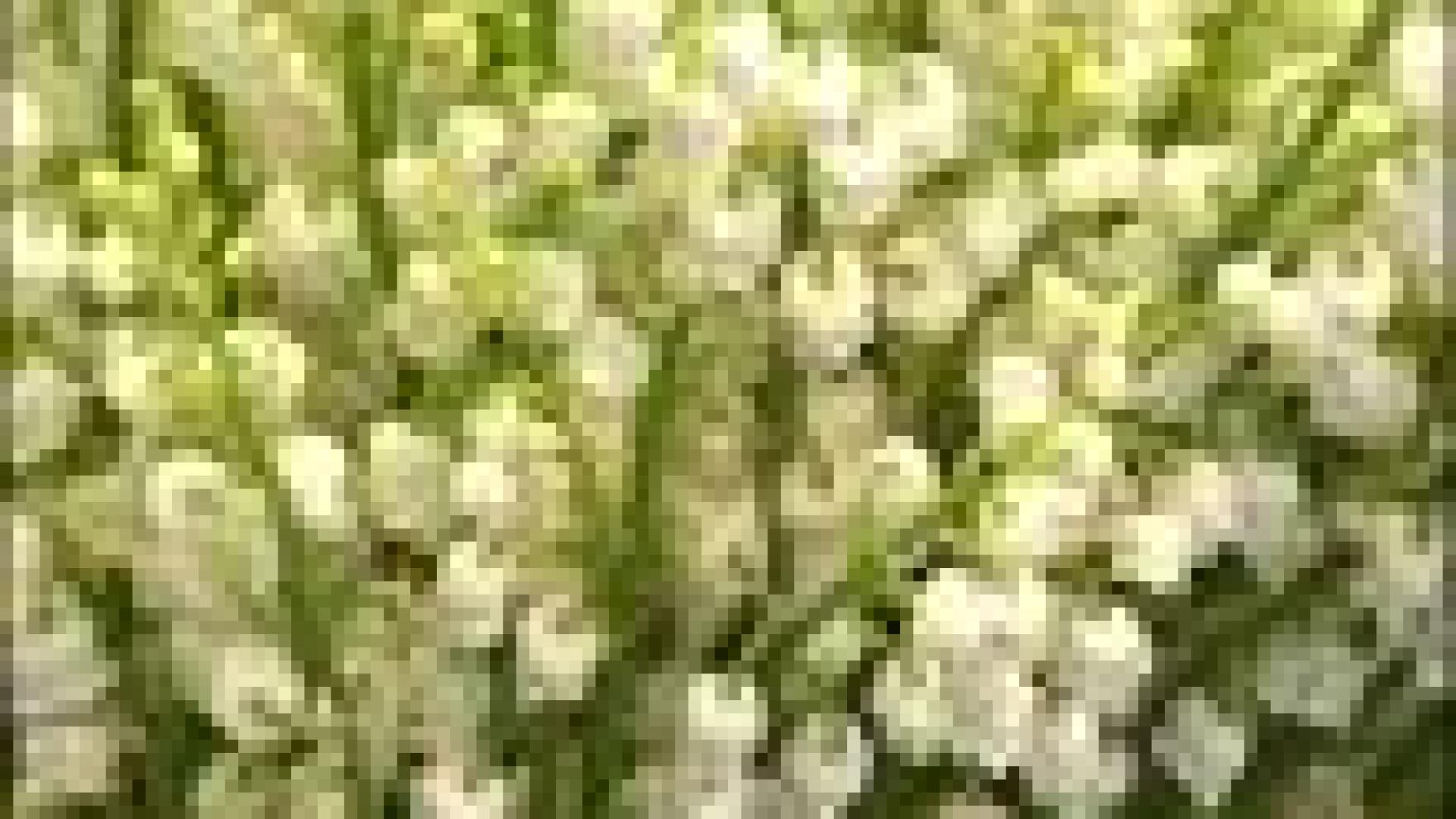 Le muguet : meilleure vente de l'année